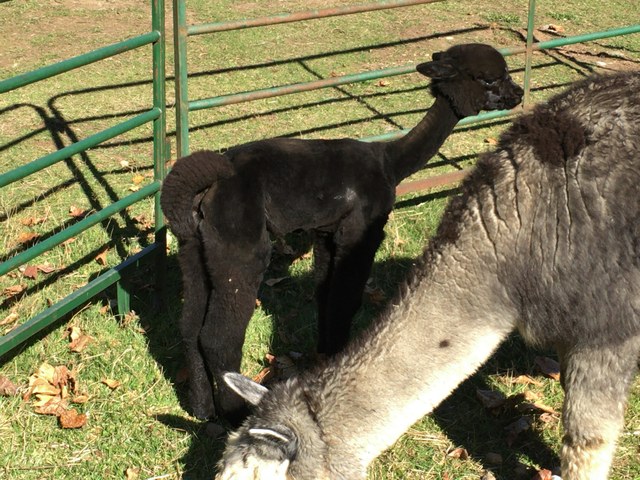 Cria Shearing Service
