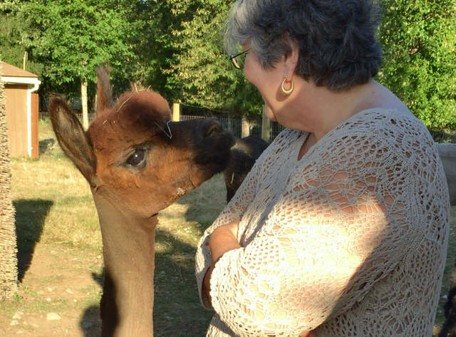 Alpaca Farm and Fiber Mill Tour