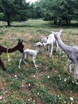 1st cria Delilah, born 6/10/23