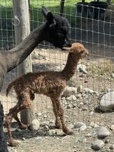 Kona and Kahlua and Kreme