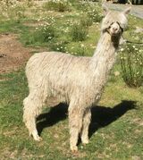 Princess Aribella of La Vida Alpaca