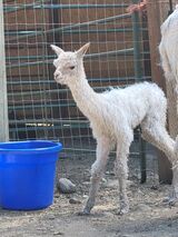 Apollo - born 7/12/23