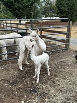 Cool Jazz - 2025 Cria