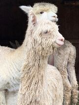 Joshua as Weanling