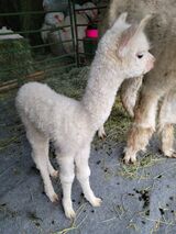 Autumn Delight 2024 Cria
