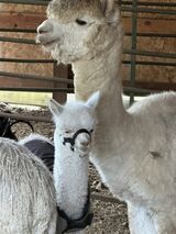 Delight Cria with mom, Diamond 2024
