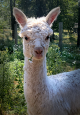 Jewel Cria