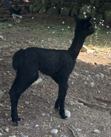Koko Cria 2025