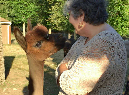 Alpaca Farm and Fiber Mill Tour