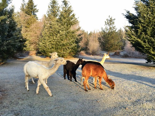 Alpaca Farm and Fiber Mill Tour