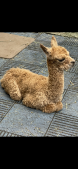 Lovers Legacy male cria 2023