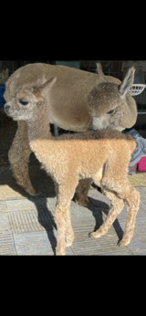 First cria Outrageously Divine