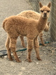 2nd cria Outrageous 