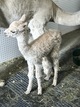 2018 female cria at 2 hours old