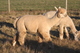 full fleece 2914