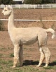 Our first RL cria Isabelle