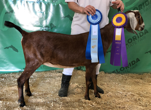 Addison with her ribbons at FL State Fair 2020