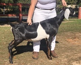 Totsy at North FL Fair 1st place 6-8 month kid 2019