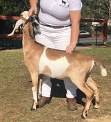 Bambi at North FL Fair 2019