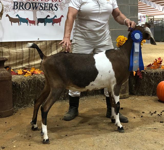 Reserve Jr. Champion at Browsin the Pines 2020