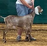 KORTNEE at her first show Southern Browsers Show 2020