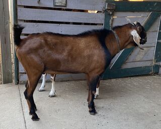 Photo of LAKESHORE MILO Maverick