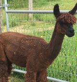 First Cria, LBCA'a Guinness, a male with reddish brownnn fleece and black markings  on his nose and ears.