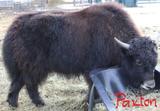 Kiwidinok Farm - Yak: Bull-Calves
