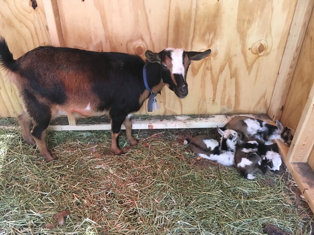 Biddy with her first kids