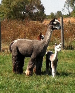 w/2015 female cria, Ariana w/2015 female cria, Ariana