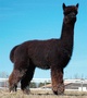 My Peruvian Obsydian- Beyonce's sire