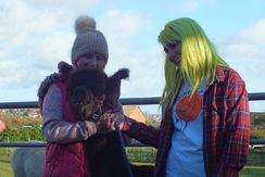 Alpaca from Fife farm could visit local care homes
