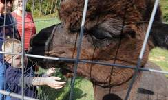 Alpaca Farm Days offer closer look