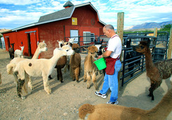 Colorado Residents find alpacas anything but taxing