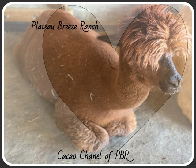 Cacao Chanel of PBR