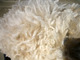 Fleece of sire, Snowmass Royal Oracle
