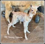 2022 Offspring- PBR Charming Cappuccino
