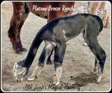 2021 Offspring-PBR Scout's Magical Hennessy