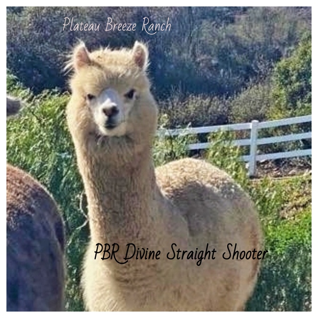 PBR Divine Straight Shooter 