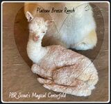 PBR Scout's Magical Centerfold-newborn