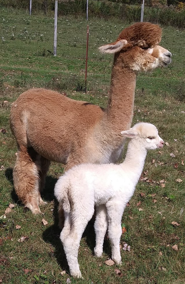 Sizzy and her cria Czarina Rose!!