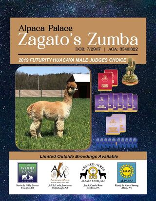 Photo of Alpaca Palace Zagato's Zumba