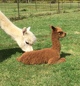 2019 Cria - Sired by Paso Robles