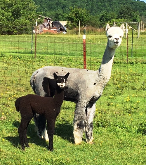 Magnolia with 1st Cria.... out of Isidoro!!