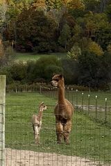 With 22' male cria, KCF Brody