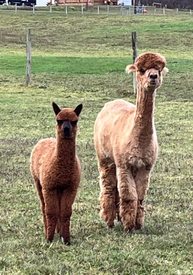 KCF Lovesong and 2023 cria