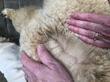 Gunny's fleece at 7 months