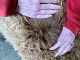 Un-tipped fleece at 8 months