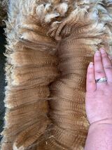 Sage honey’s fleece before shearing