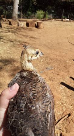 Peahen chick at one month